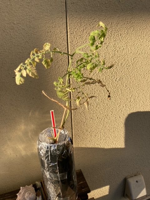 有機肥料水耕栽培（発行鶏糞＆バーク堆肥）1か月