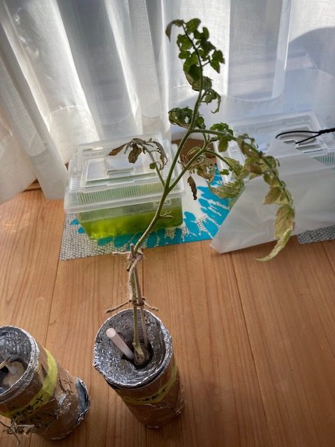 有機肥料水耕栽培1か月