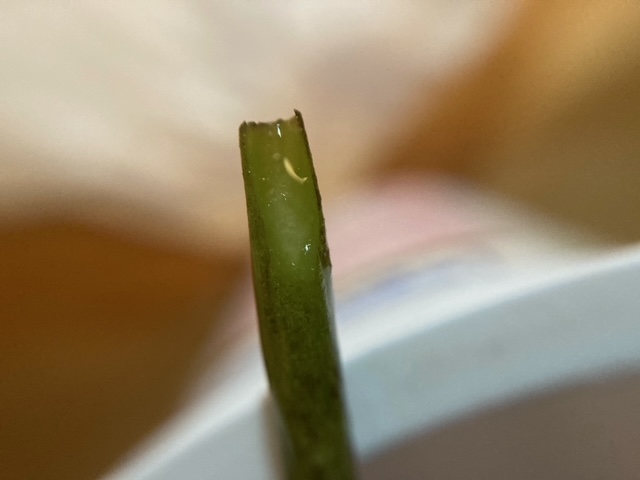 はちみつを発根促進剤として挿し穂の切り口に塗る