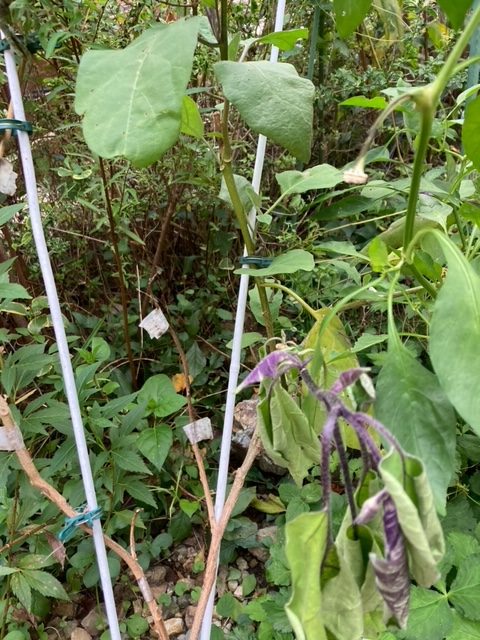半身萎凋病にかかったナス