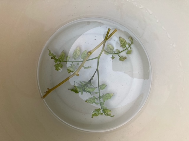 挿し芽をする前にバケツに沈める