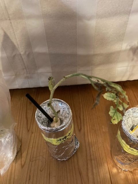 有機肥料水耕栽培（発酵鶏糞のみ熟成無し）1か月＿ただし発根せず