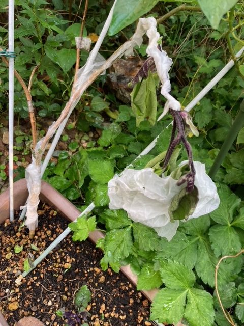 食酢でナスをパック